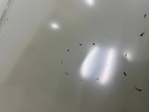 Maska VW Polo 4 IV 9N 05-09r. Lift pokrywa silnika zamiennik Van Wezel 5828660