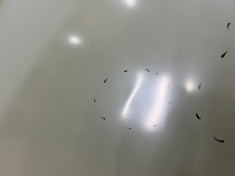 Maska VW Polo 4 IV 9N 05-09r. Lift pokrywa silnika zamiennik Van Wezel 5828660