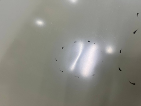 Maska VW Polo 4 IV 9N 05-09r. Lift pokrywa silnika zamiennik Van Wezel 5828660