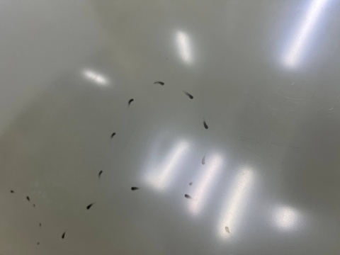 Maska VW Polo 4 IV 9N 05-09r. Lift pokrywa silnika zamiennik Van Wezel 5828660