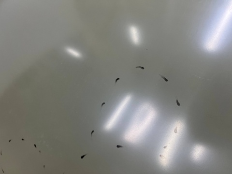 Maska VW Polo 4 IV 9N 05-09r. Lift pokrywa silnika zamiennik Van Wezel 5828660