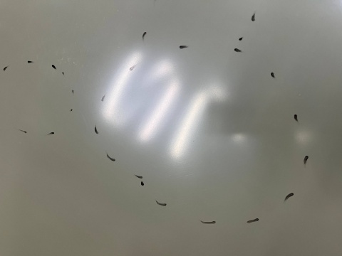 Maska VW Polo 4 IV 9N 05-09r. Lift pokrywa silnika zamiennik Van Wezel 5828660