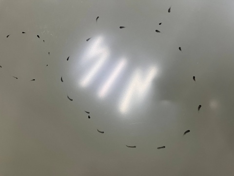 Maska VW Polo 4 IV 9N 05-09r. Lift pokrywa silnika zamiennik Van Wezel 5828660