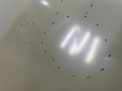 Maska VW Polo 4 IV 9N 05-09r. Lift pokrywa silnika zamiennik Van Wezel 5828660