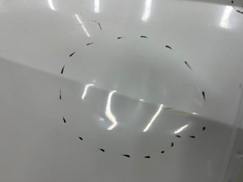 Drzwi Iveco Daily Maxi 4 IV 14r.- lewe tylne lewy tył 